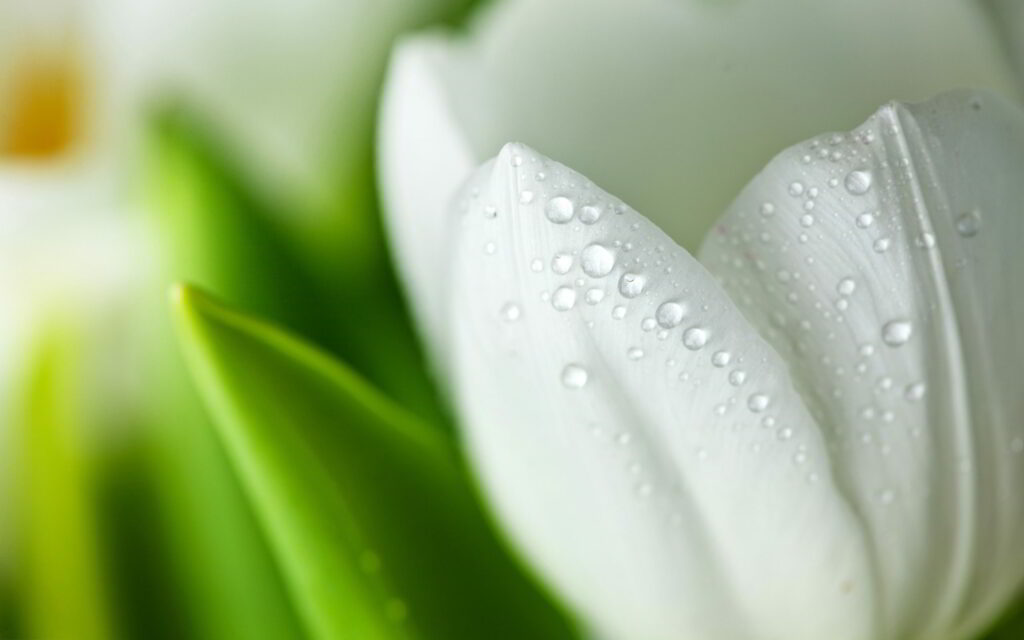 Health and Wellness - Image related to health and wellness.