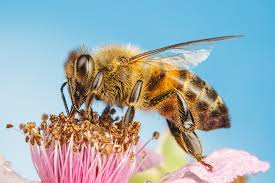 Apitherapy Training Diploma